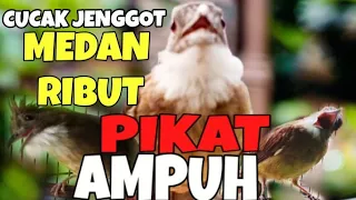 pancingan jitu cucak jenggot sumatra ribut buat pikat