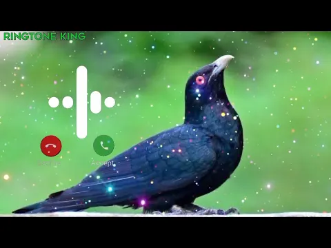 Download MP3 new koyal bird ringtone || new koyal bird ringtone 2023