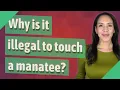 Why is it illegal to touch a manatee