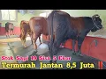 Download Lagu Jantan 8,5 Juta‼️ Stok Sapi 19  Ekor Sisa 5 Ekor. Agen Sapi Cak Sutris Wonokerto #cow #sapi