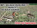Download Lagu MP3 suara burung burcet jernih sangat cocok untuk pikat di malam hari
