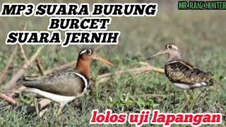 mp3 suara burung burcet jernih sangat cocok untuk pikat di malam hari