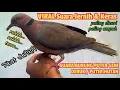 Download Lagu SUARA BURUNG PUTER GENI / DERUK HUTAN 𝙅𝘼𝙉𝙏𝘼𝙉. VIRAL paling dicari jernih, keras, durasi panjang