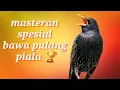 Download Lagu Masteran Burung Juara Lapangan | Suara Tajam \u0026 Kristal!