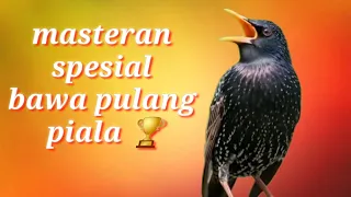 masteran burung juara lapangan suara tajam u0026 kristal 
