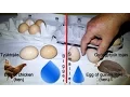 HEN VS GUINEA FOWL EGG