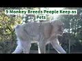 9 Monkey Breeds People Keep as Pets But Is It a Good Idea