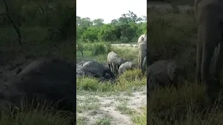 تستحم عائلة الفيل بأكملها مع ا 