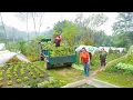 Download Lagu TIMELAPSE: Buying Green Mustard Vegetables from Farmers and Transporting by Truck to Sell at Market