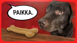 Tehdään eläinkokeita koiralle