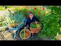Download Lagu Een enorme oogst in de moestuin!! Update van de kuikens en het kippenhok!