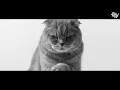 BTS( 방탄소년단) 'Butter' MV  고양이 뮤직비디오 커버