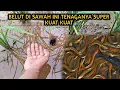 Download Lagu SPOT GACOR MANCING BELUT SATU GALENGAN DAPAT SERIBU LIMAPULUH EKOR#mancingbelut#belut#ngukuy