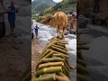 Lagu buffalo made a bamboo bridge so that people could cross over #shortsfeed #comedyshort #comedy #short