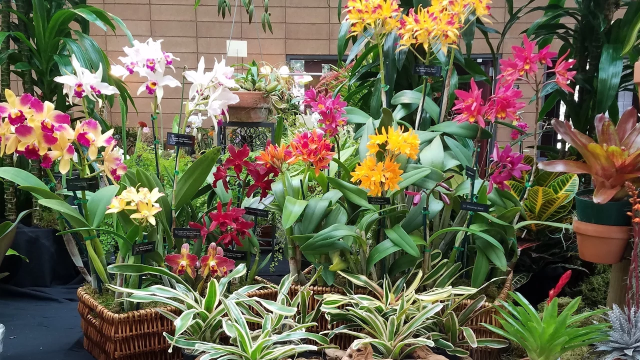 2017 PACIFIC ORCHID & GARDEN EXPOSITION OVERVIEW!