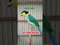 Download Lagu BURUNG MADI INJAP #lucu #burung #shorts #cute