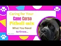 key points about Cane Corso Pitbull Mix