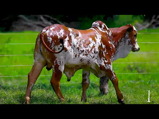 Touro Nelore FESN - 131