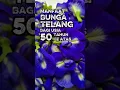 Download Lagu Luar biasa! Teh Bunga Telang Ternyata Punya Banyak Manfaat untuk Lansia #hidupsehat