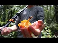 Foraging Chanterelle Mushrooms in Florida
