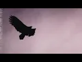 Amiture - Operator (Official Video)