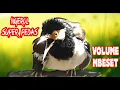 Download Lagu Masteran Jalak Suren Full Isian Mewah - Pancingan Jalak Suren Langsung Nyaut - JEDA 1 MENIT