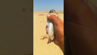 طير السمان الفر الصياد السيناوي الصيد  طير السمان الفر الصياد السيناوي الصيد