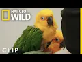 Download Lagu Mengobati Burung yang Cemas | Critter Fixers, Dokter Hewan Pedesaan