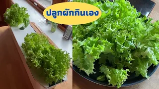 ปลูกผักกินเอง ผักไฮโดรโปนิกส์ |Hydroponics at home.