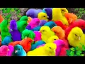 Download Lagu Menangkap Ayam Warna, ayam lucu, ayam warna warni, bebek lucu, kelinci lucu, hewan lucu