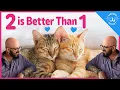 Download Lagu Why You Should Get Another Cat