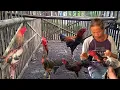 Download Lagu REVIEW AYAMNYA PAK PLENCING, BANYAK AYAM BARU DAN BAGUS MEWAH, BANGKOK WIDO PUTIH VVIP SSR