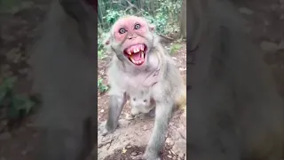 بخ بخ بخ بخ بخ بخ بخ بخ بخ دندنها