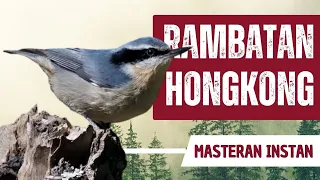 masteran burung rambatan hongkong jernih full roll tembak