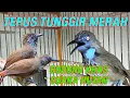 Download Lagu suara burung tepus tunggir merah gacor yang masih menjadi penasaran para kicau mania