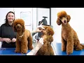 Poodle Full Groom - Dog Grooming Tutorial