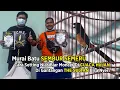 Download Lagu Murai Batu Nias Sembur Semeru di Gantangan The Sultan Berhasil Nyeri !! Rawatannya Seperti Ini