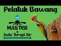 Lagu Master Pelatuk Bawang + Jeda Terapi Air