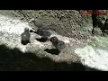 Download Lagu Anak burung siantar teryata berbeda dengan anak burung ruak ruak atau baburak