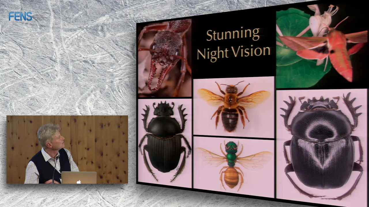 Eric Warrant on Medium and long range navigation in nocturnal insects