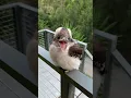 Lagu Baby Kookaburra Looks Like It's Smiling || ViralHog