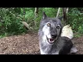 Download Lagu Happy Wolves, Happy Howls