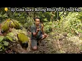 Download Lagu 3 POIN BURUNG LINCANG / PERCANG / CUCAK KURINCANG