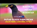Suara pikat jalak kebo Gacor di jamin langsung bunyi #jalakkebomataputih #jalakkebo #jalakkebogacor