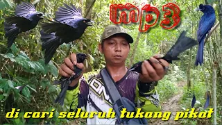 Download Burung\ MP3