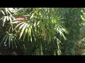 Download Lagu Two minutes of just being on the porch at Aji Lodge