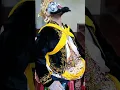 Download Lagu Wayang Orang Sriwedari.. Batara Narada dewa cebol #motivasi #petuahjawa #pituturjawa #dagelan