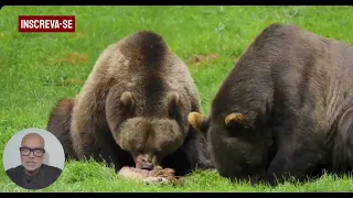 Urso Pardo Comendo um Viado