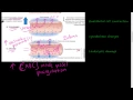 - Acute Inflammation 1 of 3