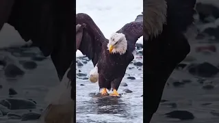 نسر في الصحراء ونسر في البر الفنان الخال اسكندر حالات واتس اب 